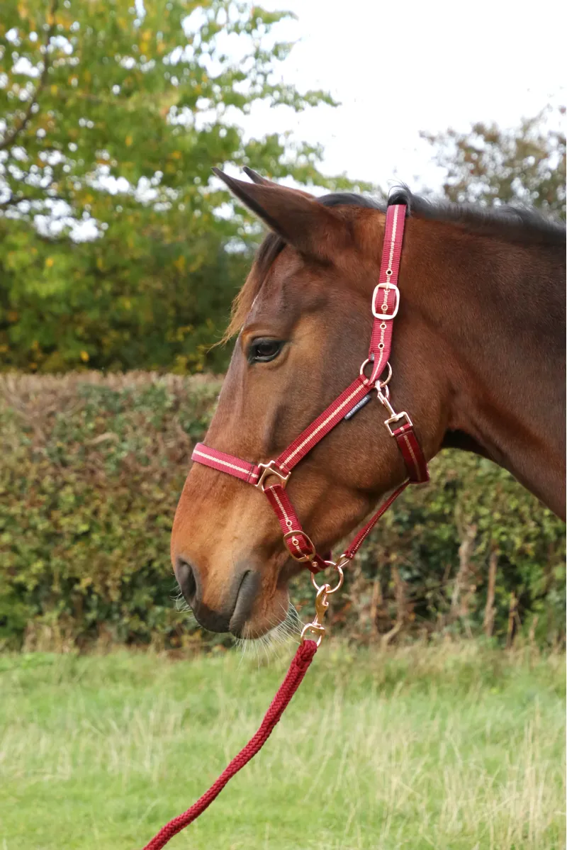Hy Equestrian Rose Glitter Head Collar and Lead Rope Set - Burgundy-1